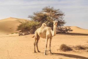 Acacus Gebirge in Libyen