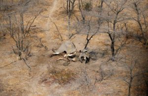 Dozens of dead elephants discovered in Botswana
